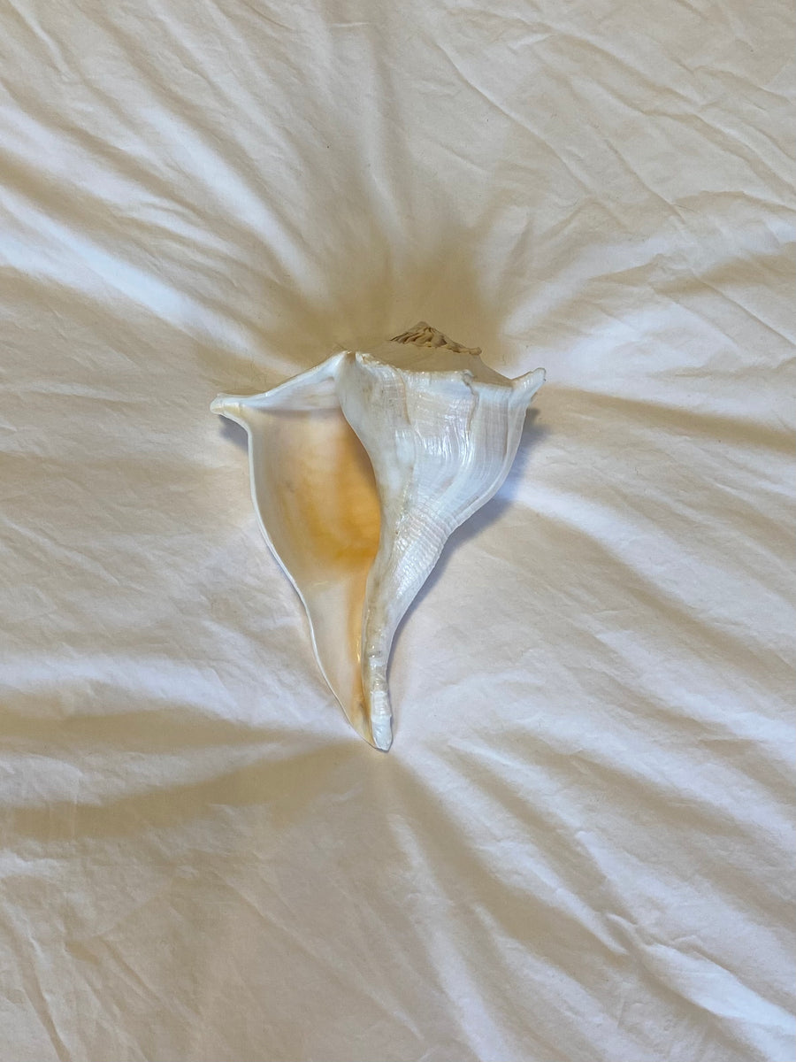 cream conch shell